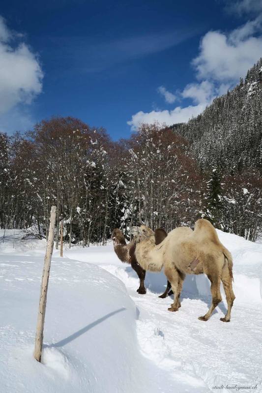 Kamele spazieren im winterlichen Safiental