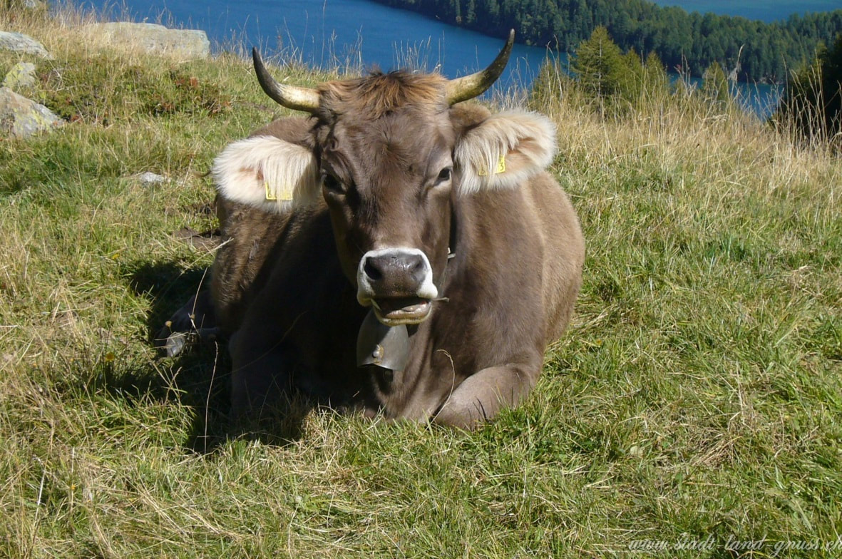 Behortne Alpkuh in der Schweiz. Infos zu Bergprodukten und Alpprodukten.