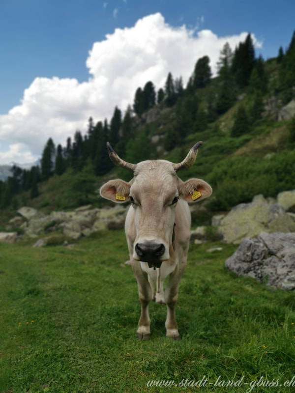 Schweizer Landwirtschaft Wunsch und Realität politische Initiativen Landwirtschaftspolitik Alpkuh