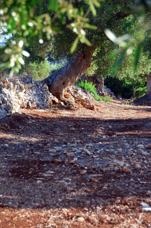 Alter Olivenbaum Apulien