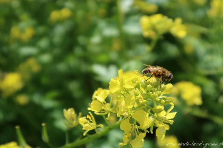 Biene auf Gelberbse. Biodiversität. Internationaler Tag der Bienen. Mission B missionb