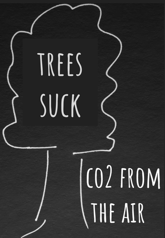 Trees suck CO2 from the air