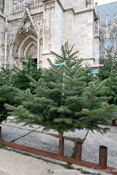 Christbaum aus nachhaltiger Produktion. Bio-Weihnachtsbaum. FSC. Nachhaltige Weihnachten. Tannenbaum. 