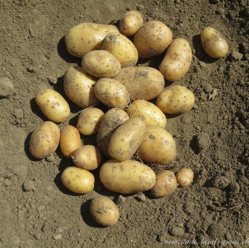 Im Kartoffelanbau werden grosse Mengen chemisch-synthetische Pflanzenschutzmittel eingesetzt und trotzdem leiden die Pflanzen unter der Kraut- und Knollenfäule.