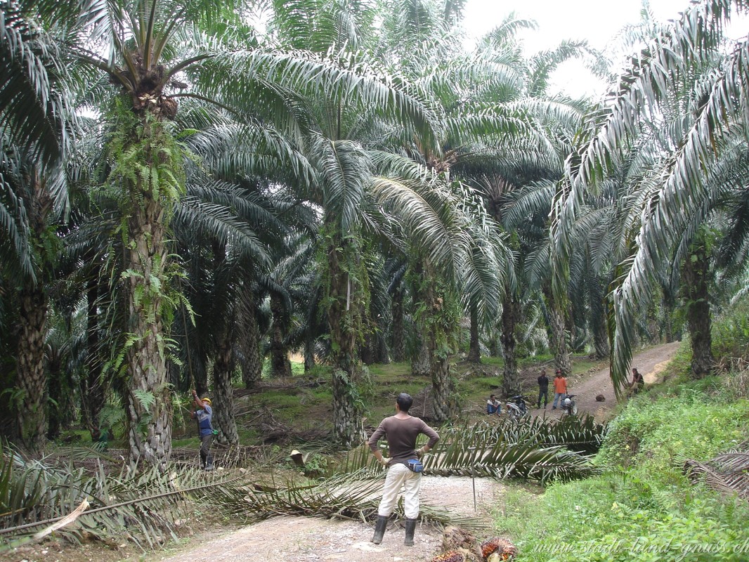Palmölernte in Malaysia
