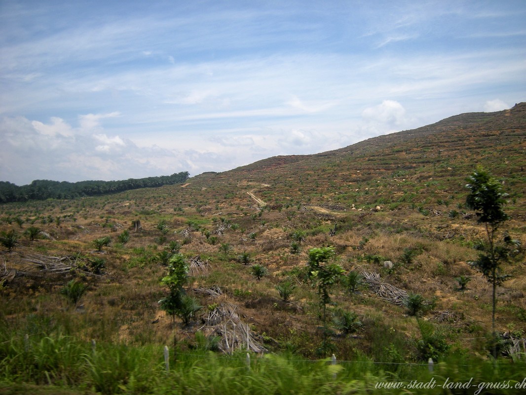 Gerodete Wälder für Palmölplantagen in Malaysia