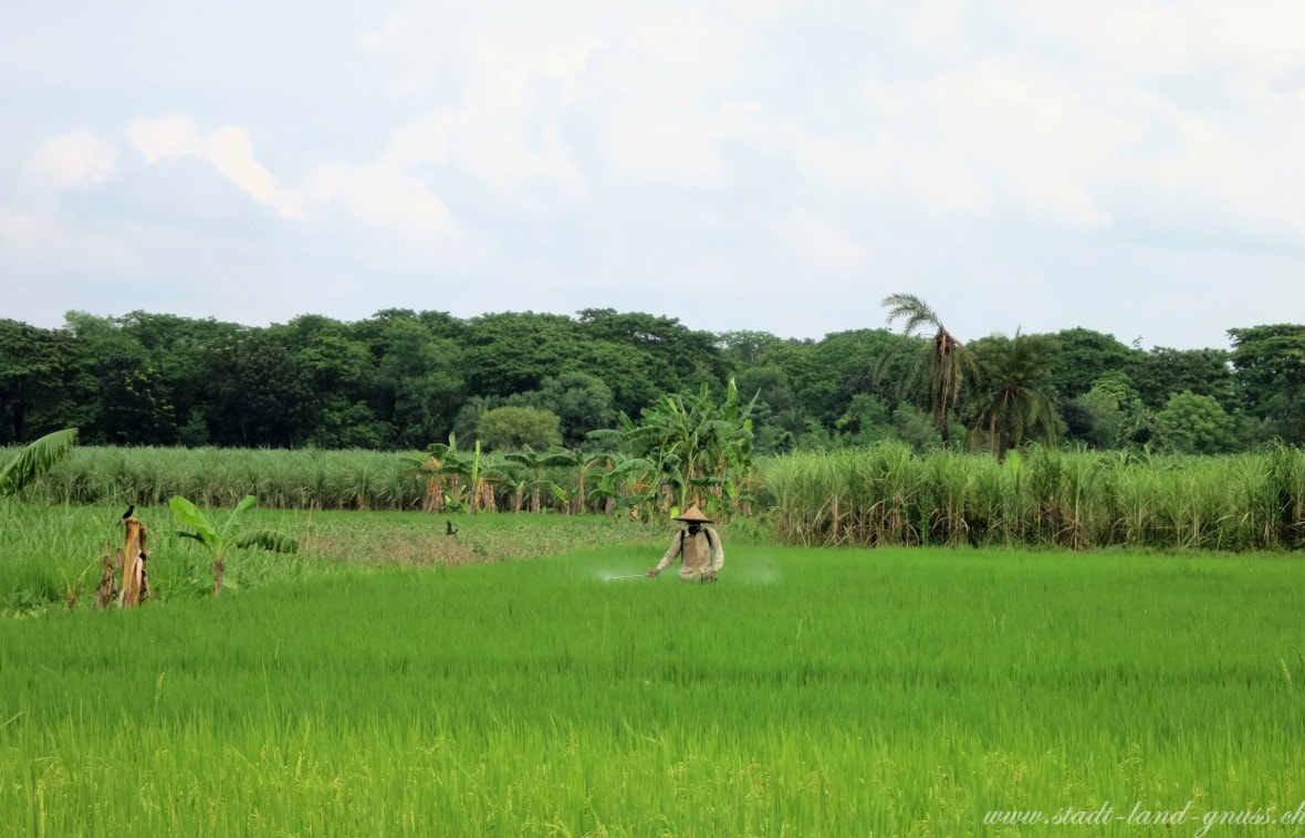 Hochgiftige Pestizide werden von Syngenta in Entwicklungsländer exportiert. Hier ein Reisbauer in Bangladesch, der ohne Schutzkleidung arbeitet.