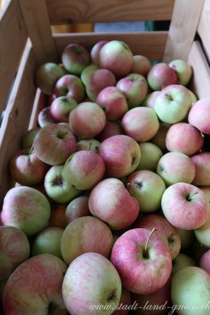 Äpfel, Apfelernte im Herbst. Abfelbaum. Äpfel verwerten zu Apfelmus. Rezept für Apfelmus. Äpfel einmachen. Rezeptideen mit Apfelmus. 