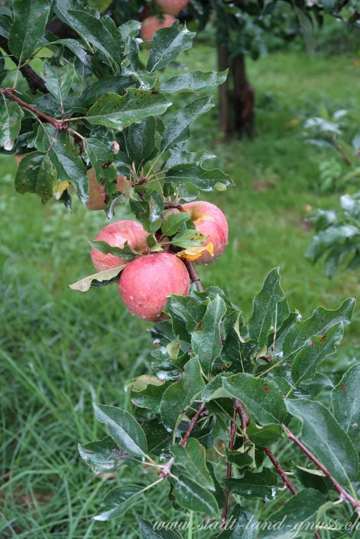 Äpfel, Apfelernte im Herbst. Abfelbaum. Äpfel verwerten zu Apfelmus. Rezept für Apfelmus. Äpfel einmachen. Rezeptideen mit Apfelmus. 