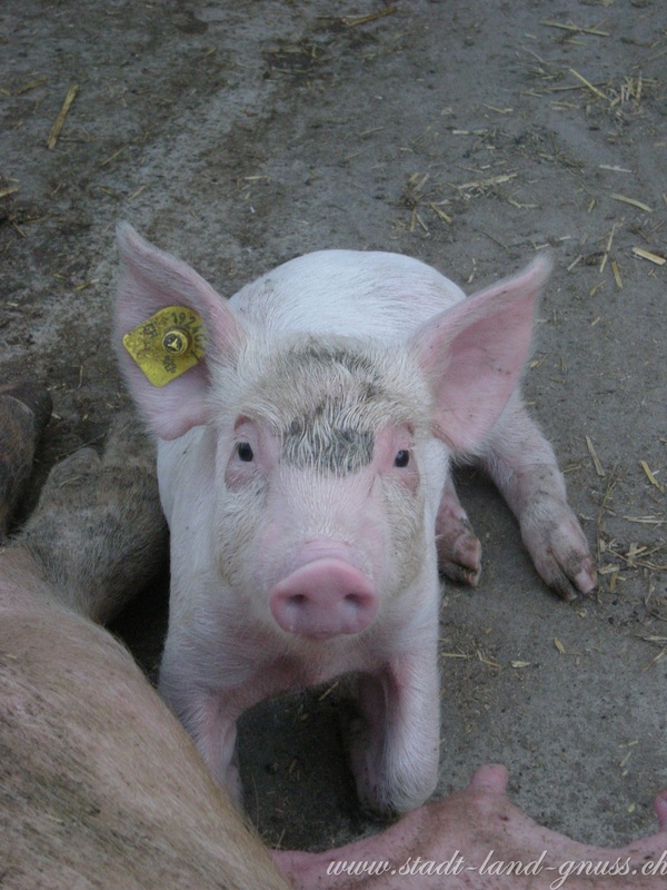 Antibiotika Schweizer Schweinemast 