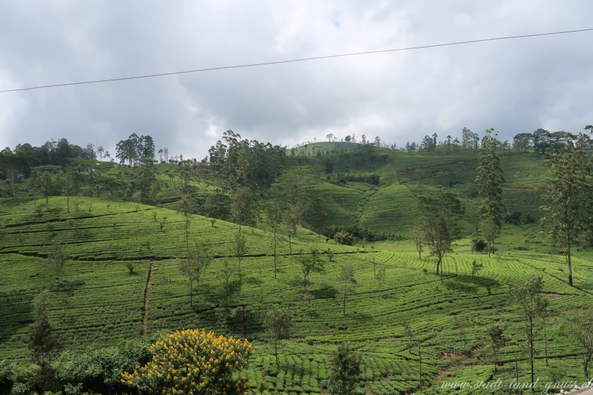 Teeproduktion in Sri Lanka. Die Arbeitsbedingungen für die Pflückerinnen sind hart.