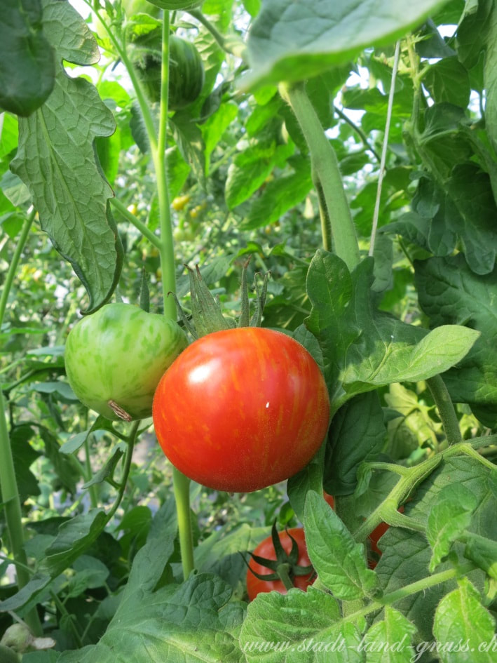 Schweizer Tomaten Saison. Anbau von Tomaten im Gewächshaus. Umweltwirkungen von Tomaten. Nachhaltiger Konsum.
